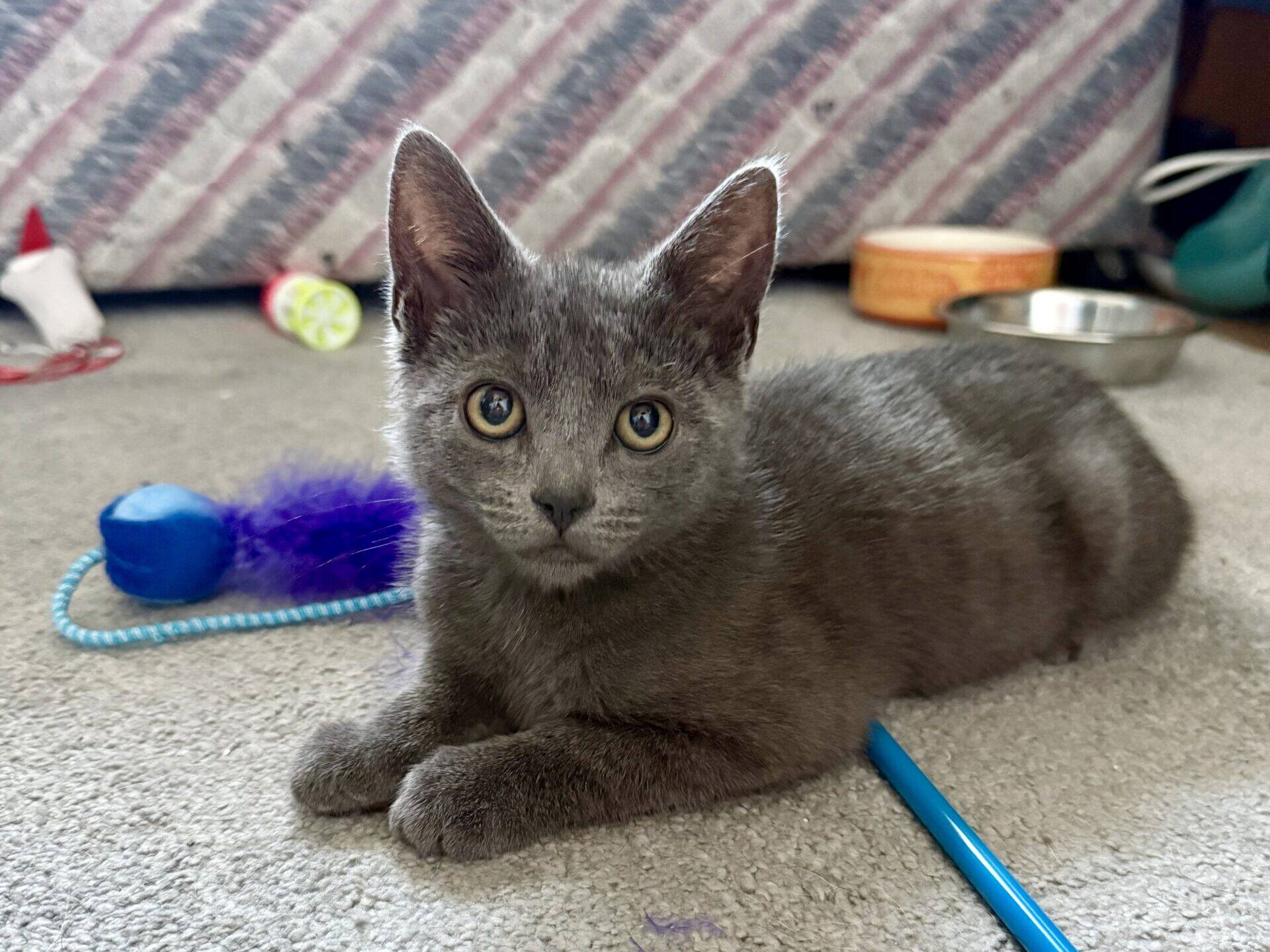 A grey kitten with yellow eyes lies on a carpet, surrounded by colourful toys and a pen. A water bowl and an orange bowl are in the background near a mattress with a striped cover.