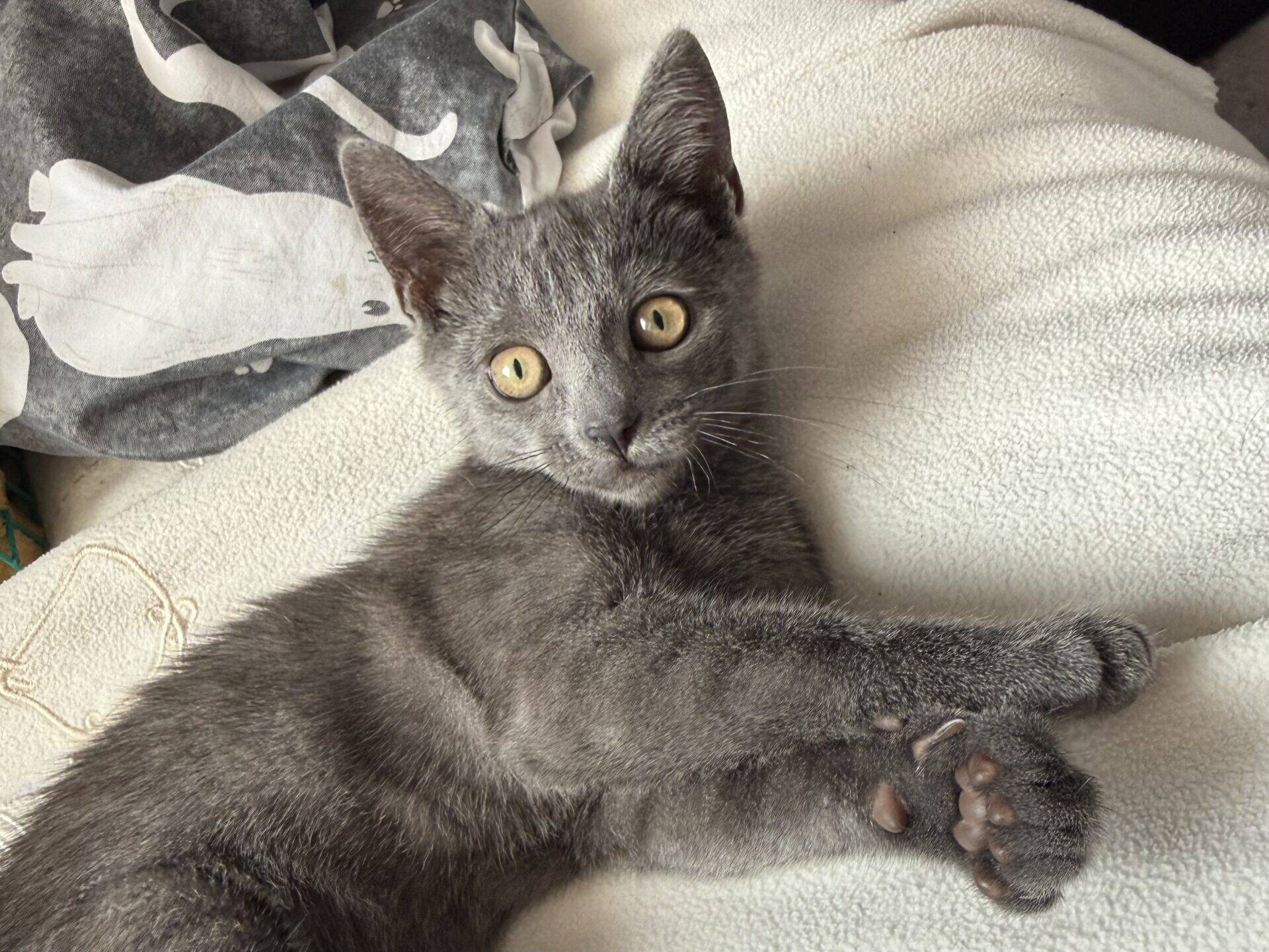 A grey cat with yellow eyes lies on a light blanket, crossing its front paws and looking at the camera. A patterned fabric with white animal shapes is visible in the background.