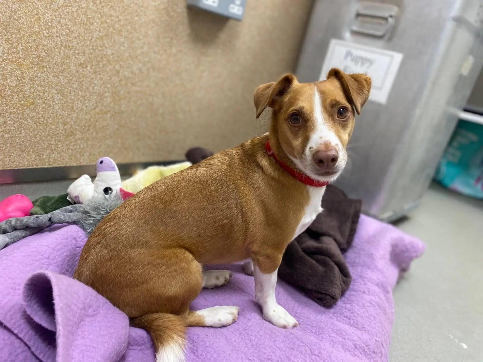 A small brown and white dog with a red collar sits on a purple blanket, surrounded by soft toys, inside an indoor area.