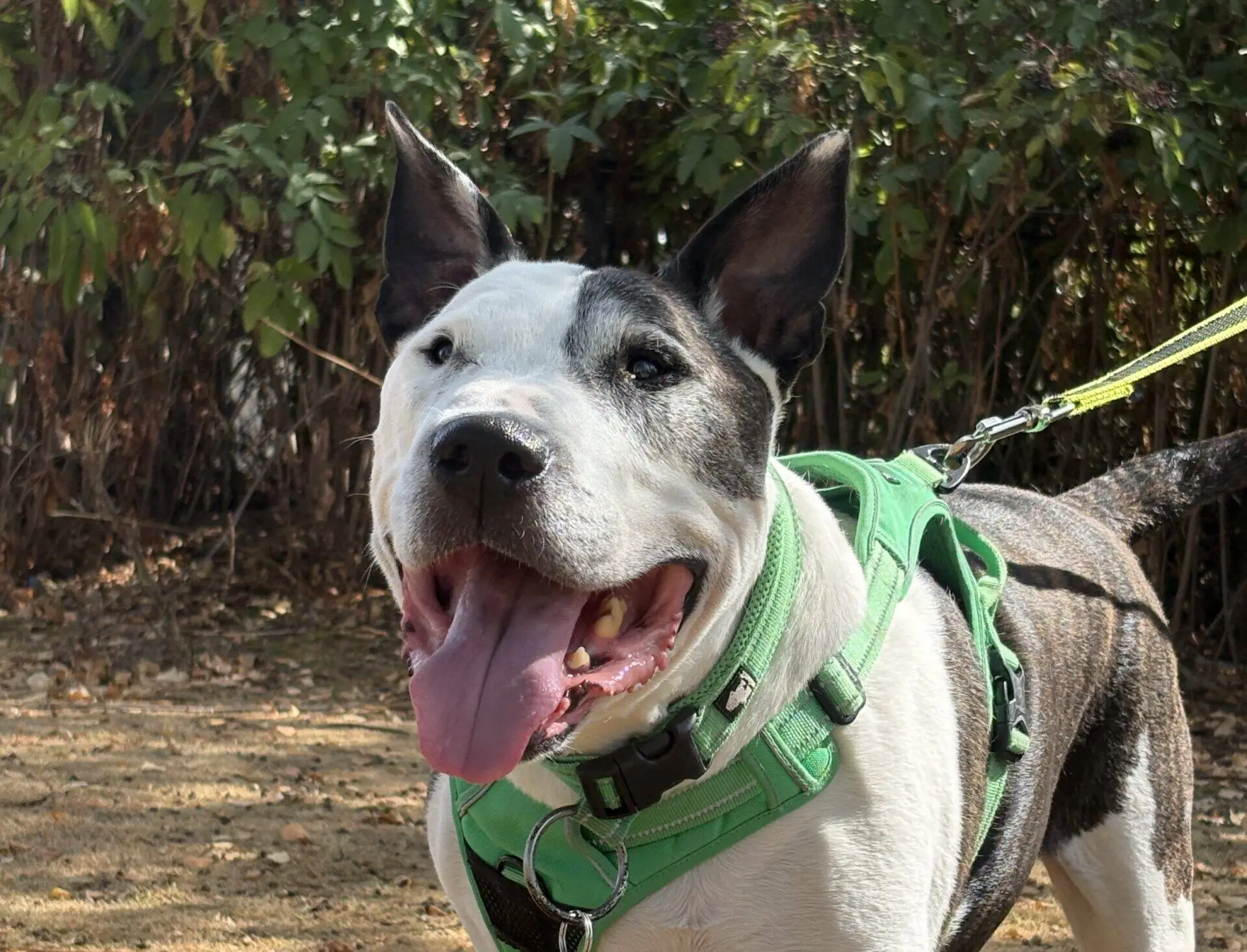 A happy English Bull Terrier with black and white fur, wearing a green harness, stands outside on a lead with its mouth open and tongue out, surrounded by greenery.