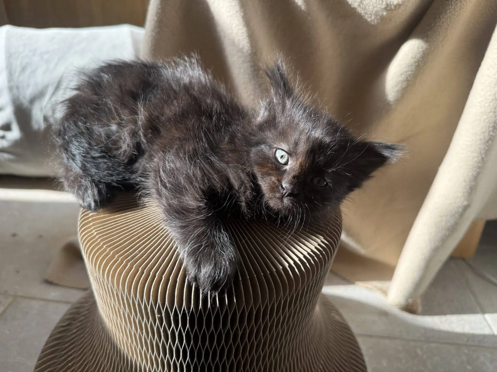 A fluffy black kitten with green eyes lounges on a textured brown stool, basking in sunlight. A beige blanket is draped in the background, casting soft shadows.
