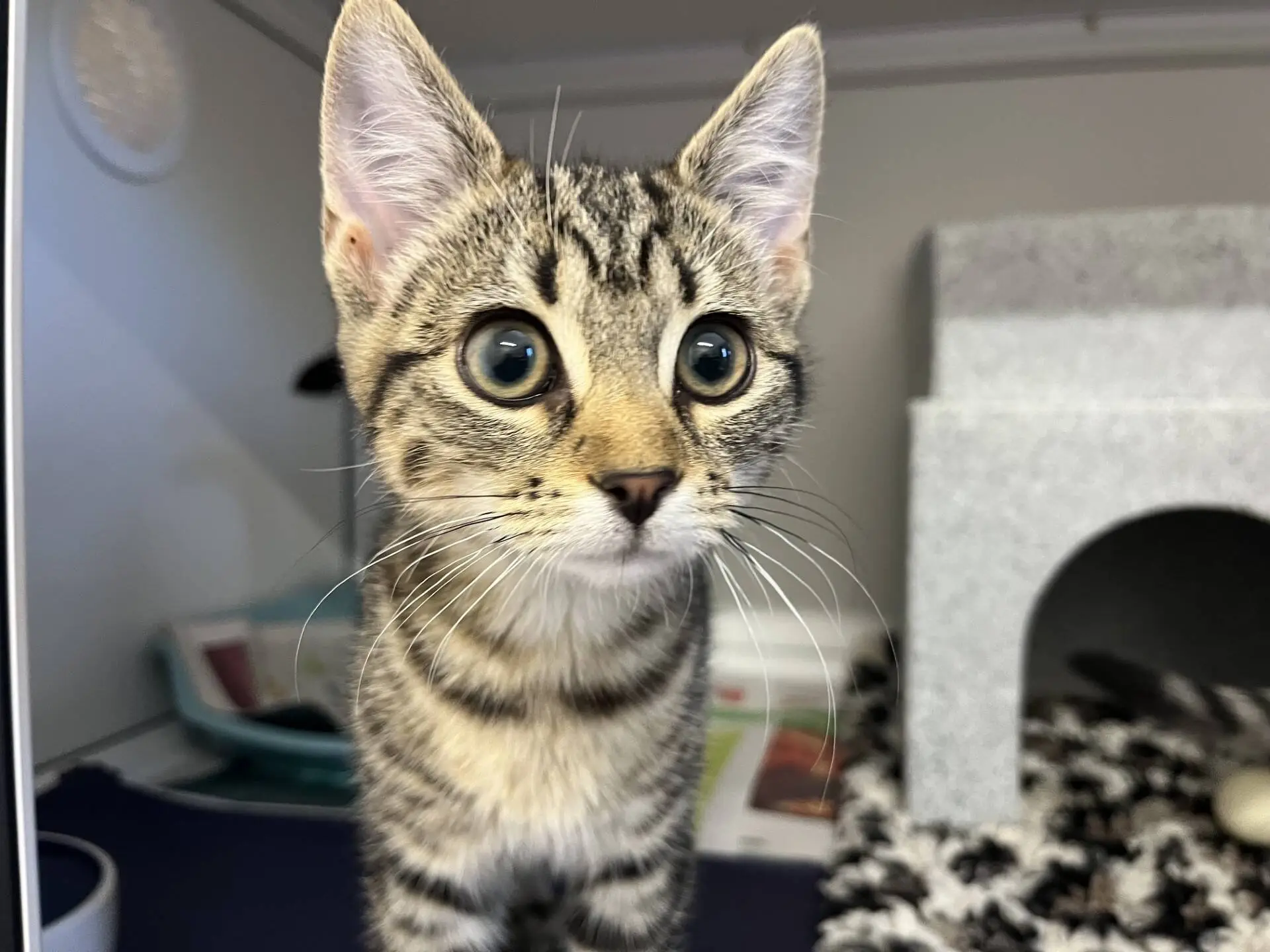 A close-up of a tabby kitten with wide eyes stands in front of a cat house and pet items in the background.