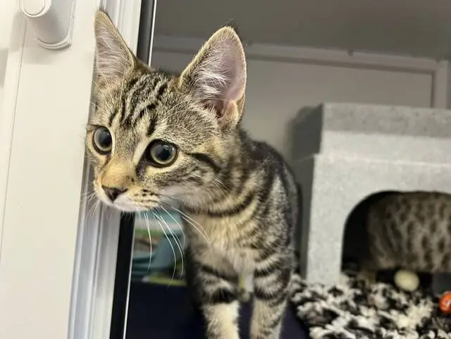 A curious tabby kitten with big eyes leans forward from the edge of a cosy cat enclosure, with a grey cat house and toys visible in the background.