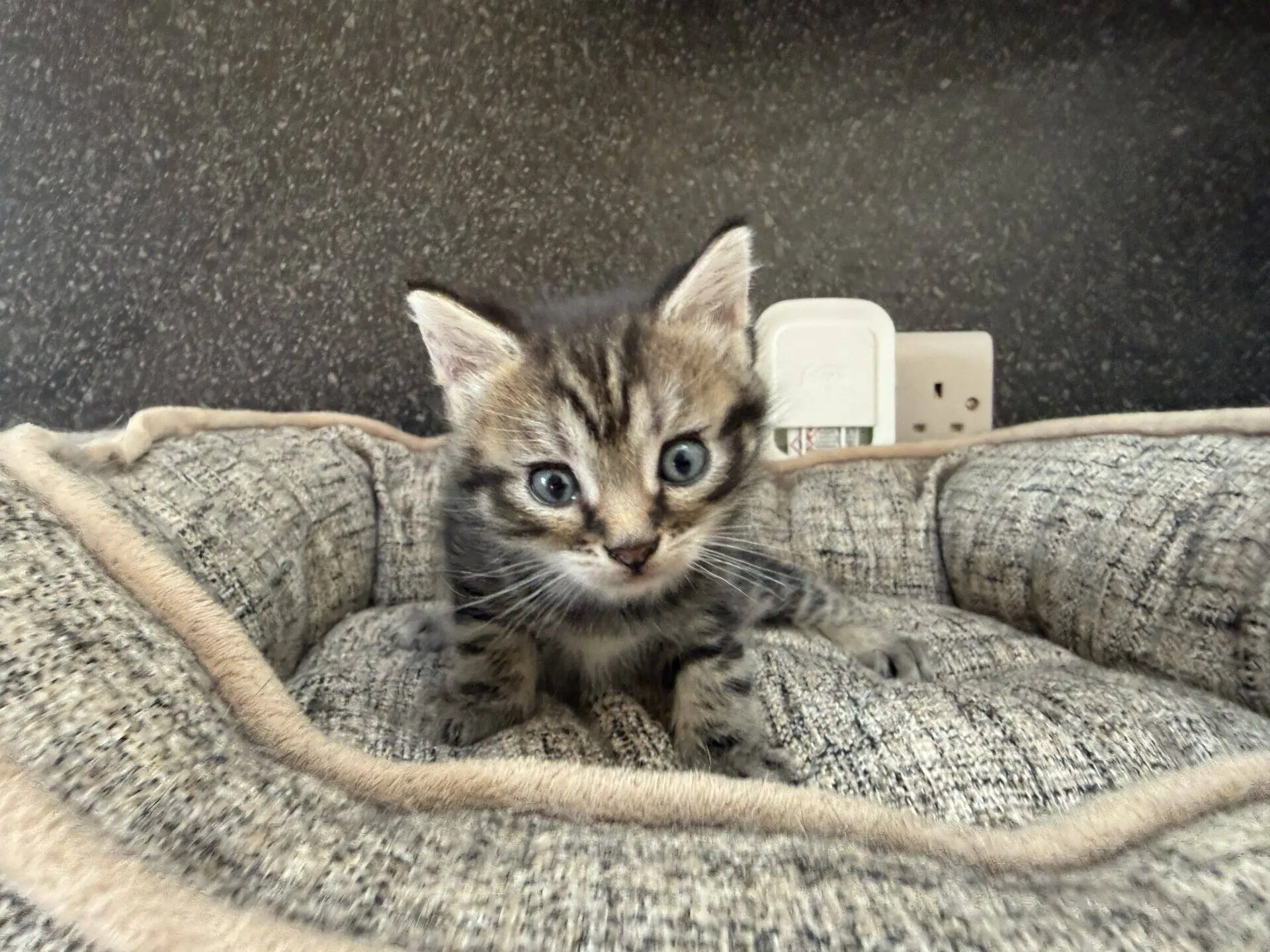 A small tabby kitten with wide eyes sits on a soft, grey pet bed in front of a wall socket.