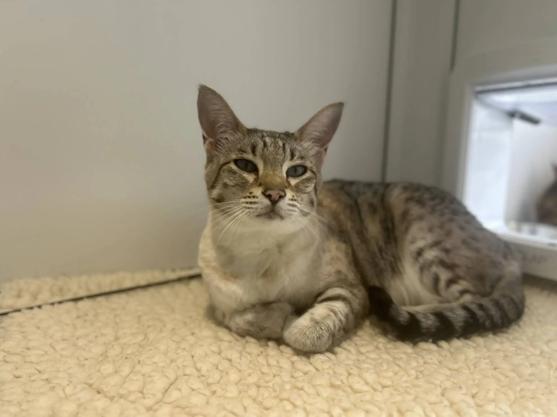A relaxed tabby cat with green eyes lies on a soft, cream-coloured blanket near a cat flap, looking calmly at the camera.