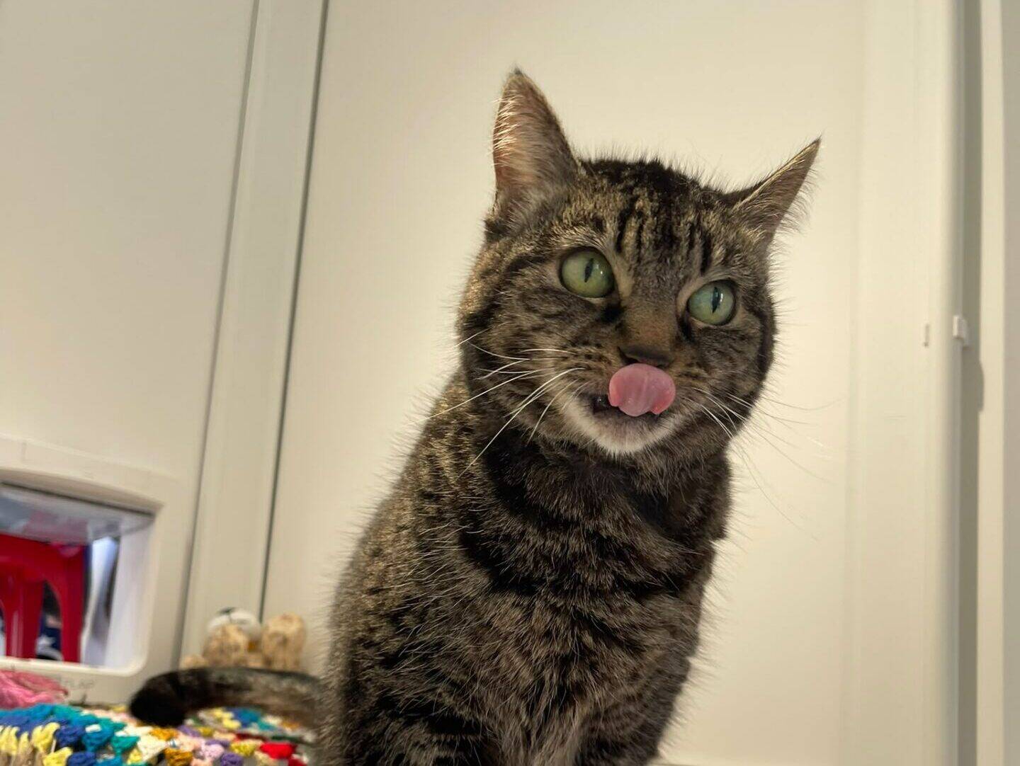 A tabby cat stands on a table covered with blankets, facing the camera with its tongue out, licking its nose. Colourful crocheted blankets are visible to the left. The background shows a white wall and door.