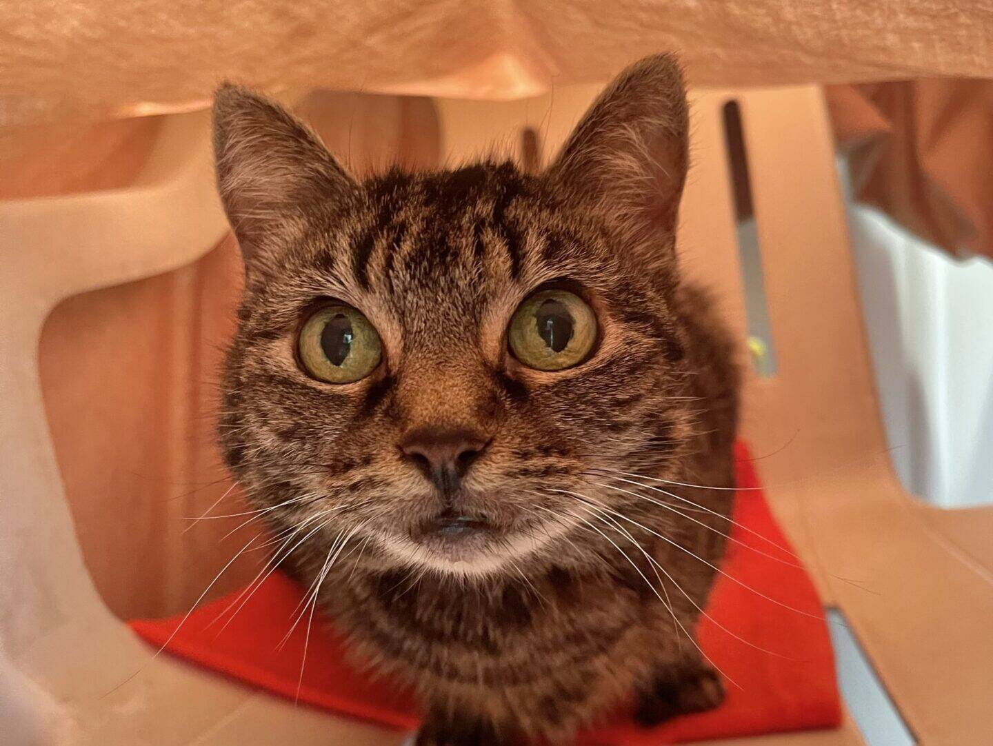 A brown tabby cat with wide green eyes sits on a red cloth, looking up whilst inside a beige plastic chair with a fabric cover overhead.