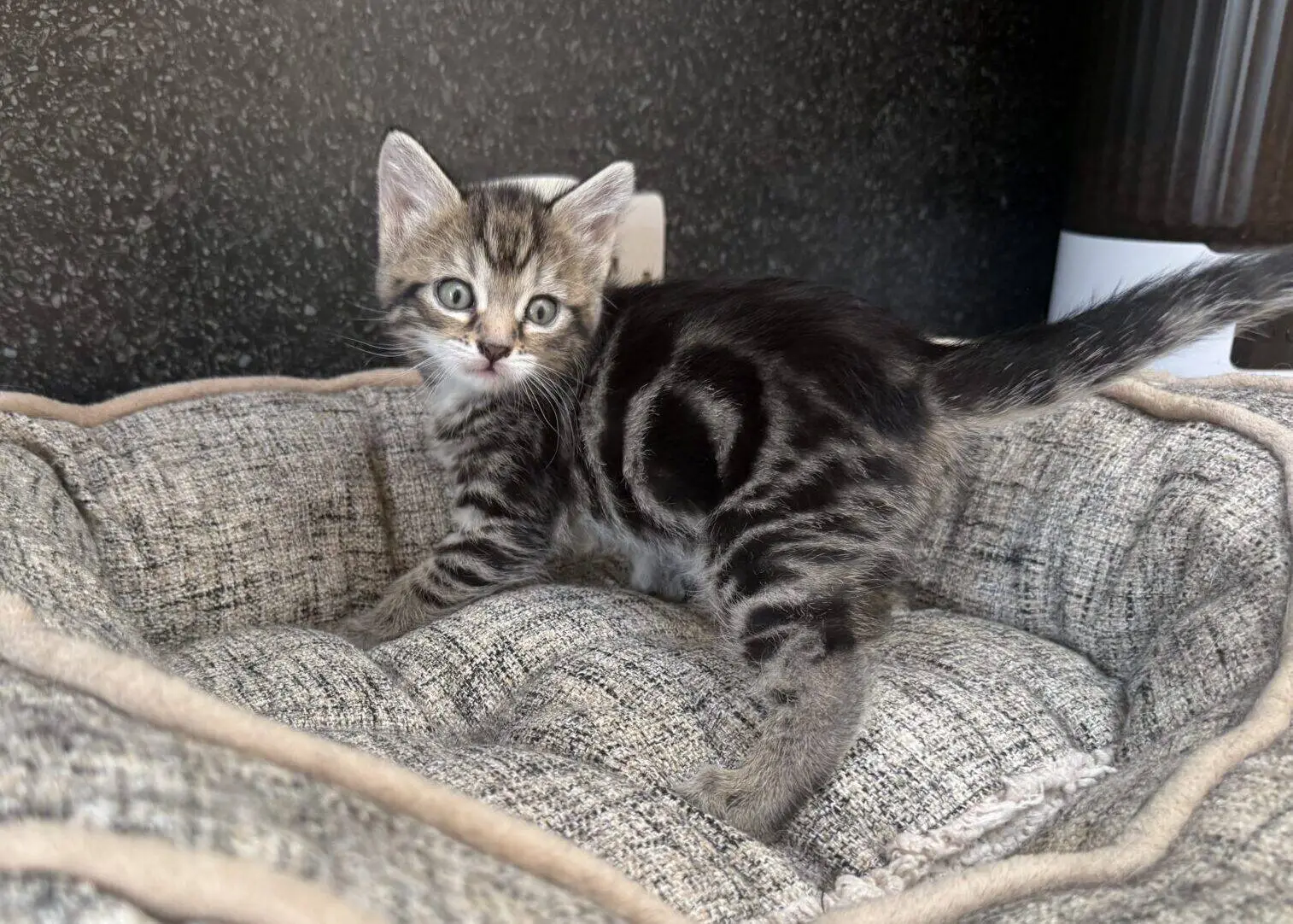 A small tabby kitten with blue eyes stands on a plush, grey pet bed, looking towards the camera. The background is dark and textured, with part of a white and brown object visible on the right.