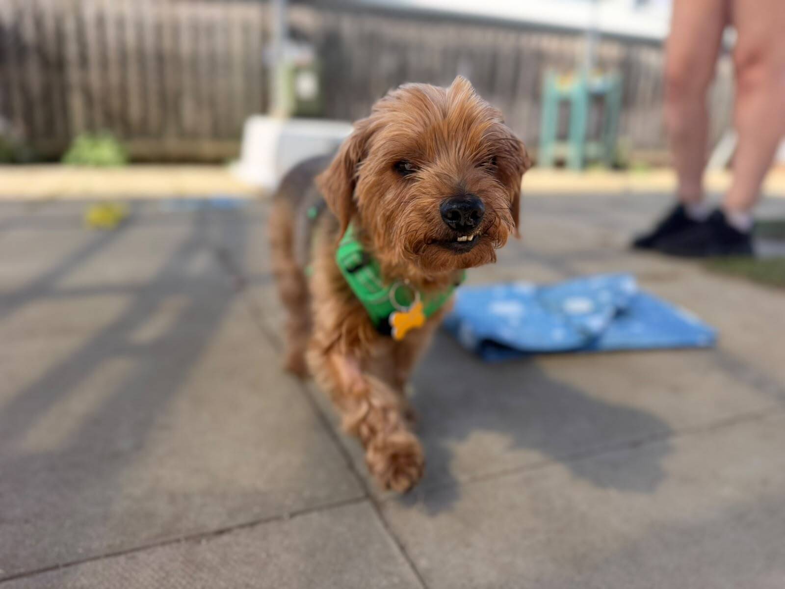 A small brown dog with a green harness walks on a patio, showing its teeth. The background is blurred, with a person standing nearby and a blue blanket on the ground.