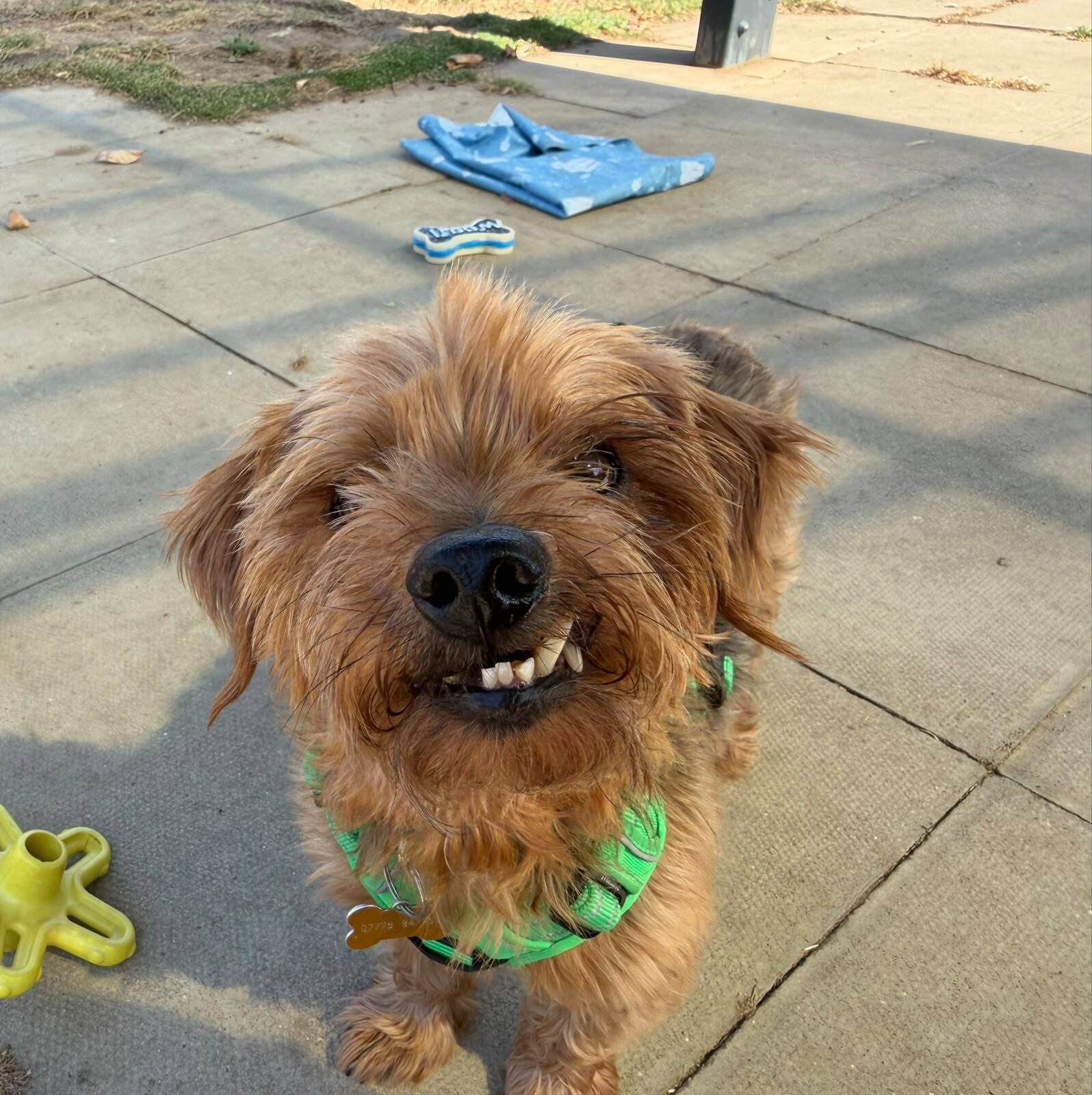 A small brown dog with a crooked smile and green harness stands on pavement outside, surrounded by a few scattered toys and a blue blanket.