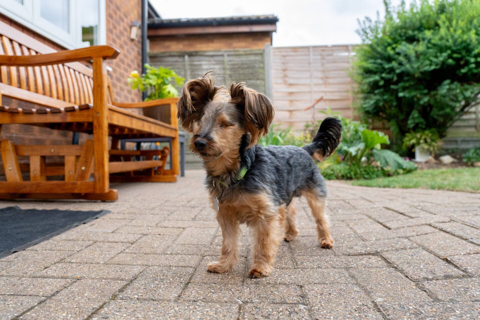 A small, brown and black dog stands on a paved patio in a garden, near a wooden bench. Plants and trees are visible in the background.