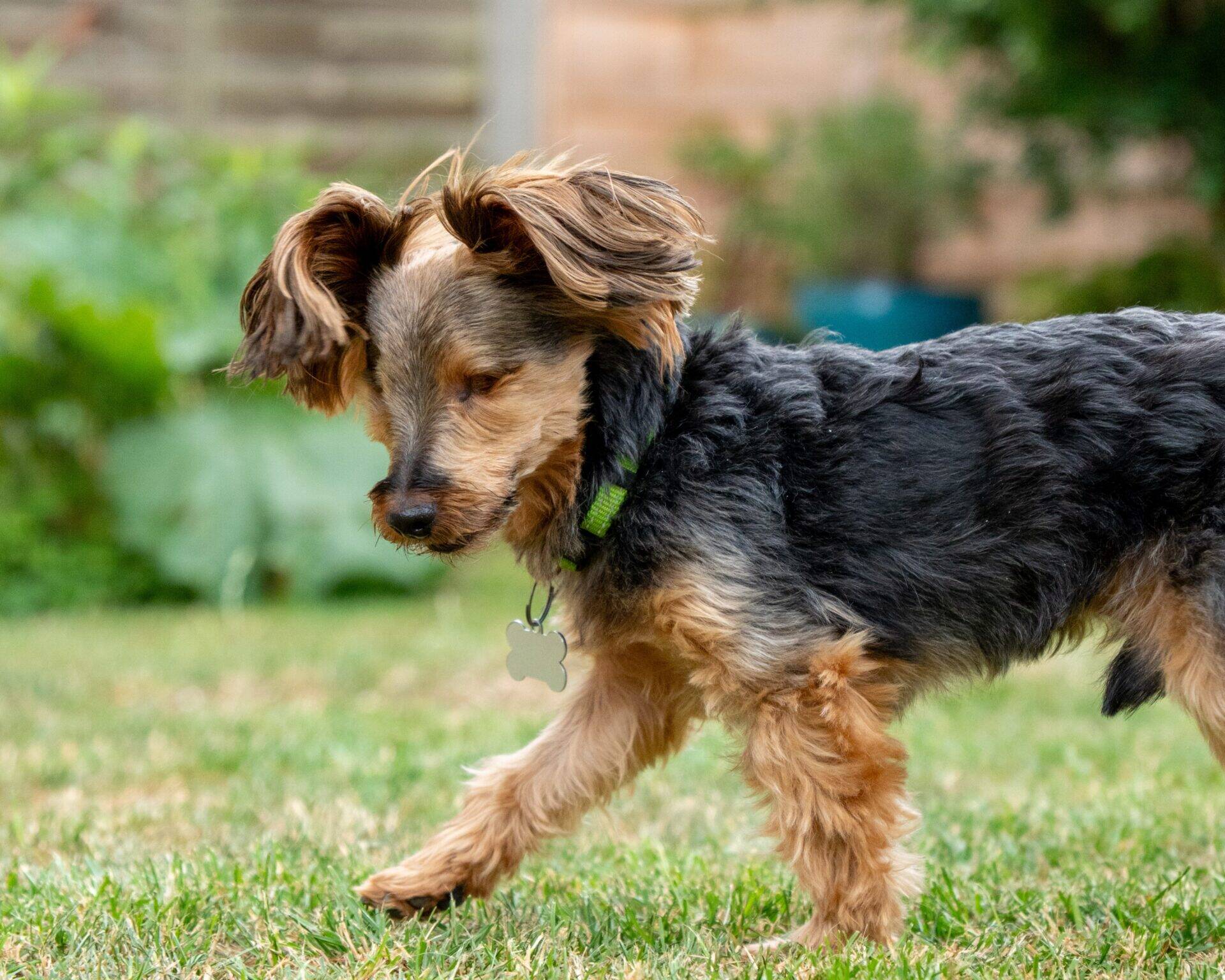 A small, fluffy dog with black and tan fur walks on the grass, looking down. The dog wears a green collar with a bone-shaped tag. The background is a garden with greenery and a wooden fence.