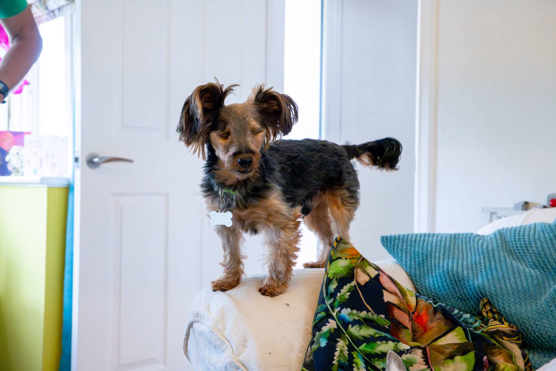 A small brown and black dog stands on the arm of a white sofa next to a blue cushion and a colourful blanket with leaves. A door is open in the background.