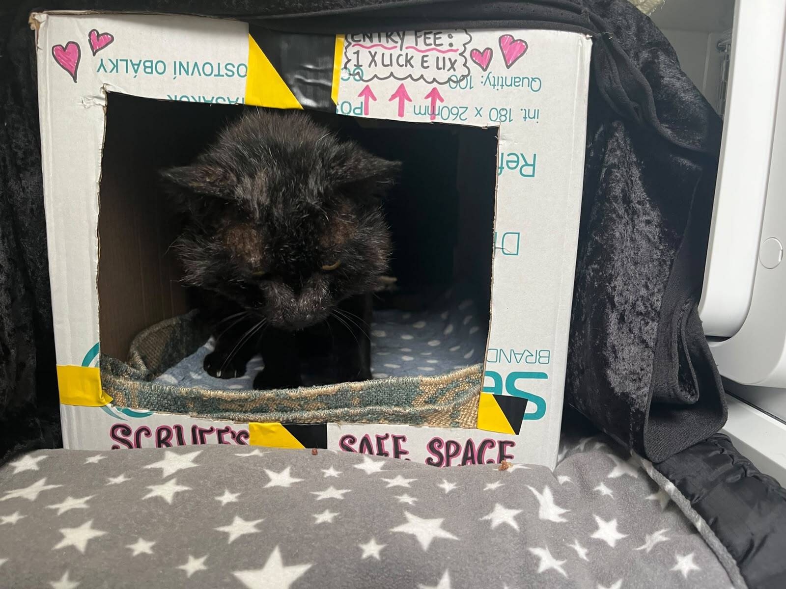 A black cat sits inside a cardboard box labelled Scruffles Safe Space, with a cosy bed inside. The box is decorated with pink hearts and yellow tape. A star-patterned blanket is in front.