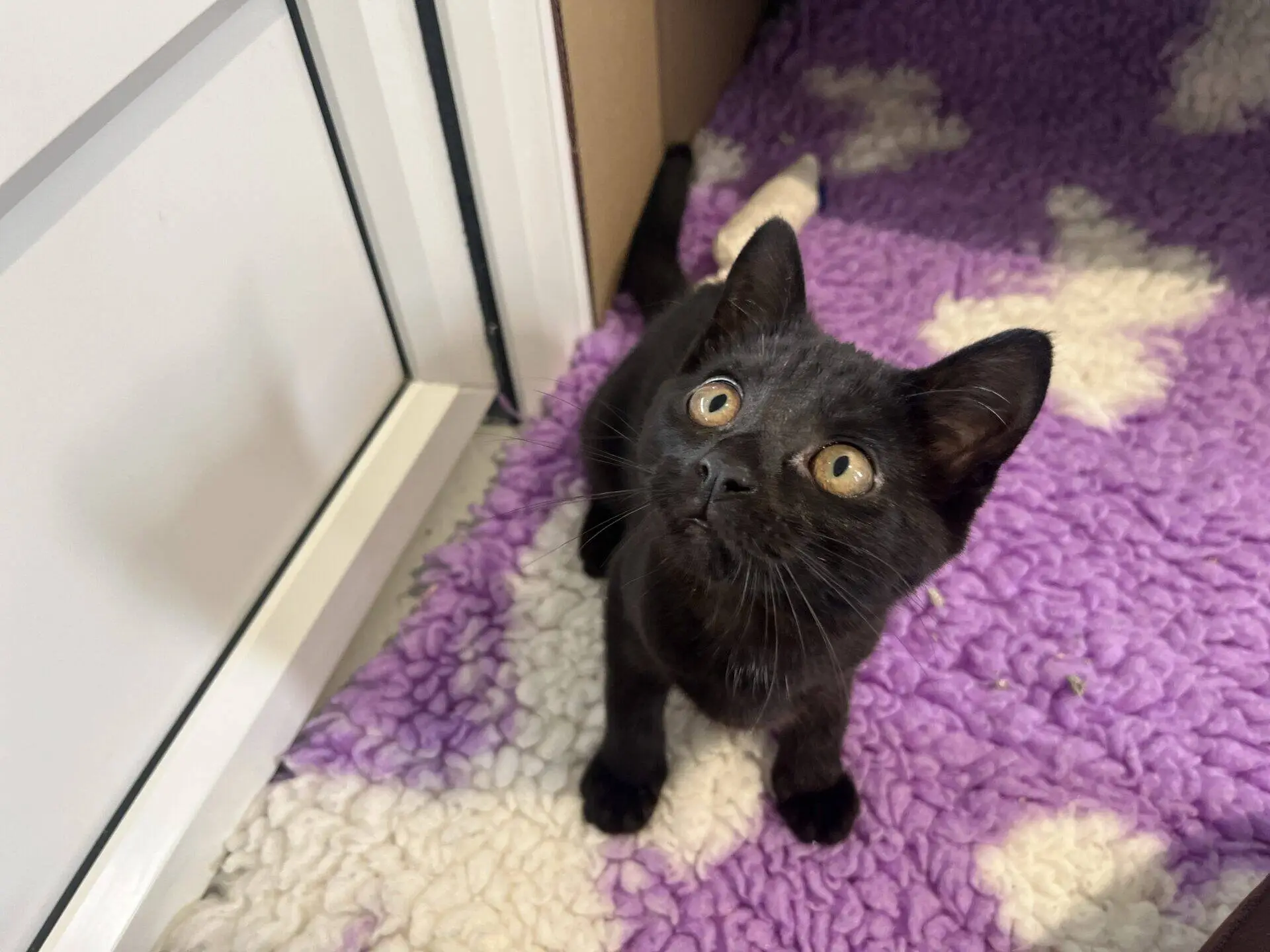 A black kitten with yellow eyes sits on a purple and white fluffy rug, looking up attentively.
