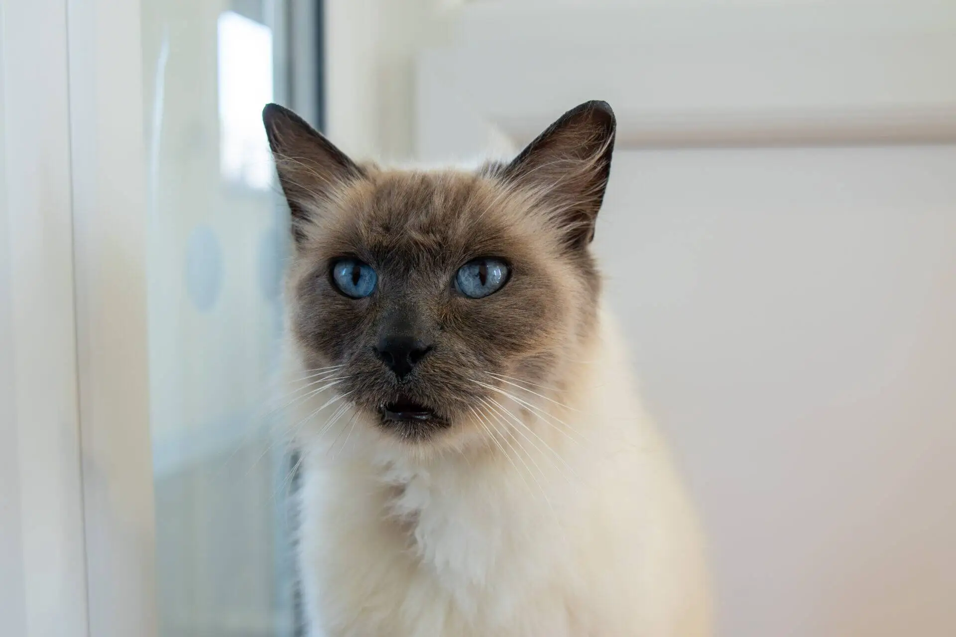 A fluffy cat with cream fur, dark ears, and striking blue eyes sits indoors near a window, gazing directly at the camera.