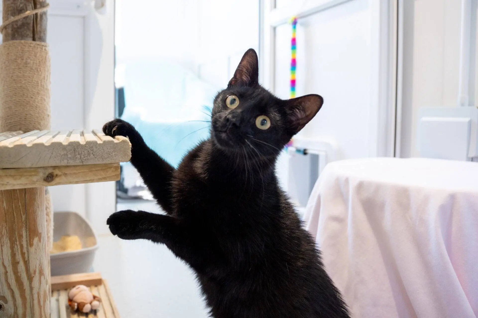A black cat with wide, curious eyes stands on its hind legs, placing its front paws on a wooden scratching post in a bright indoor room. Cat toys and a covered object are visible in the background.