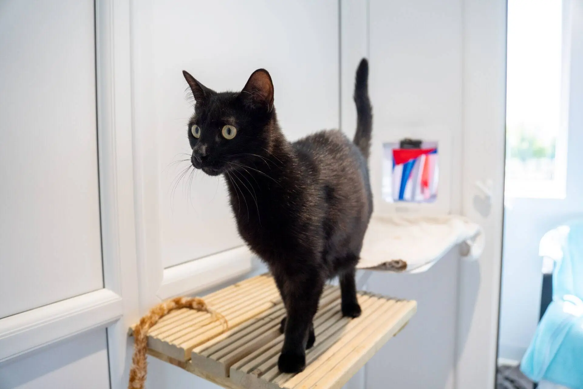 A black cat with bright yellow eyes stands alert on a wooden perch in a bright, white room. The cat looks to the left, and a window with sunlight is visible in the background.