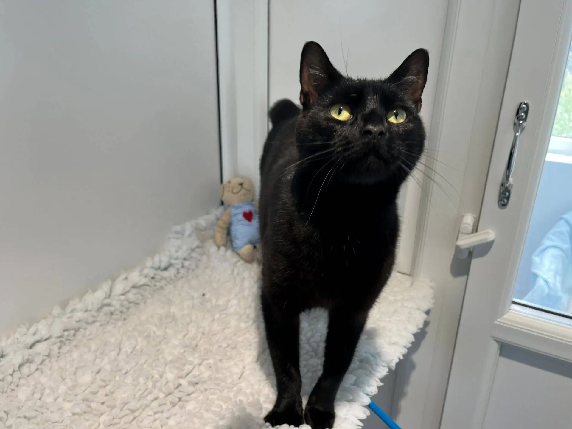 A black cat with green eyes stands on a soft white blanket near a window, with a small teddy bear toy in a blue outfit in the background.