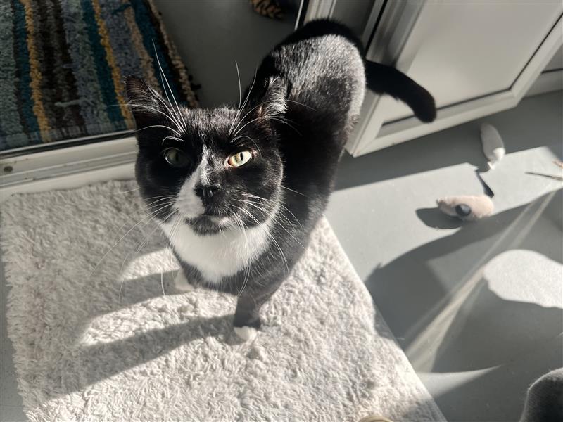 A black and white cat with a white chest and paws stands on a white rug, looking up towards the camera. Sunlight illuminates the cat, and a cat toy and striped rug are visible in the background.