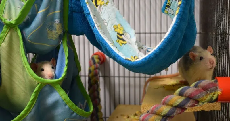 Rats playing in their cage