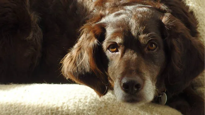 Living with dogs event promo