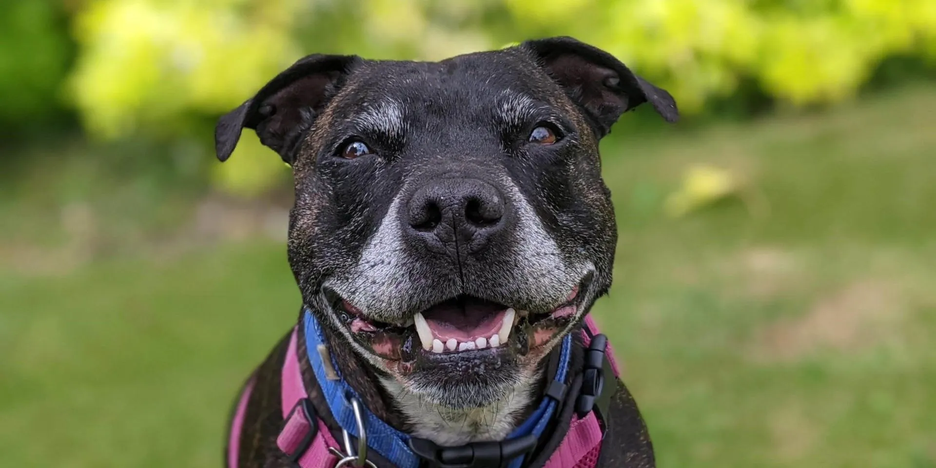 black staffy smlining