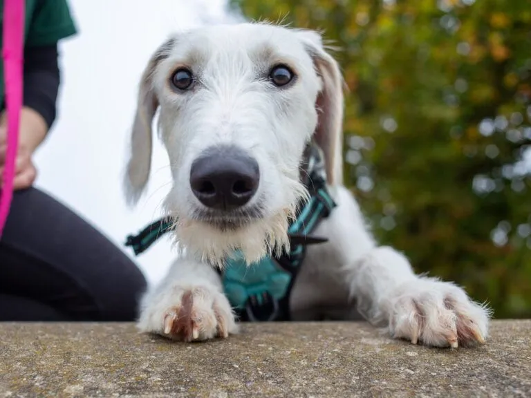 Peaches, Episode 7 of The Dog House