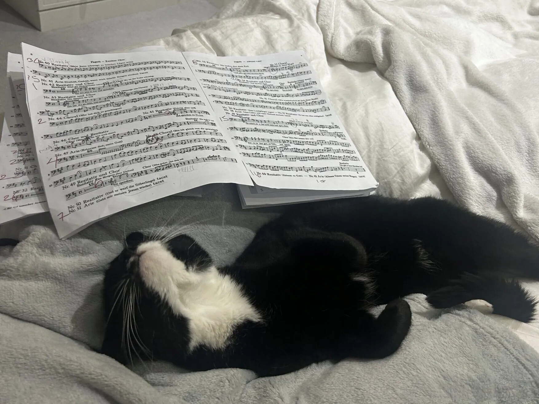 A domestic short hair cat lies on its back on a bed next to sheets of handwritten music, looking relaxed and comfortable among soft blankets.