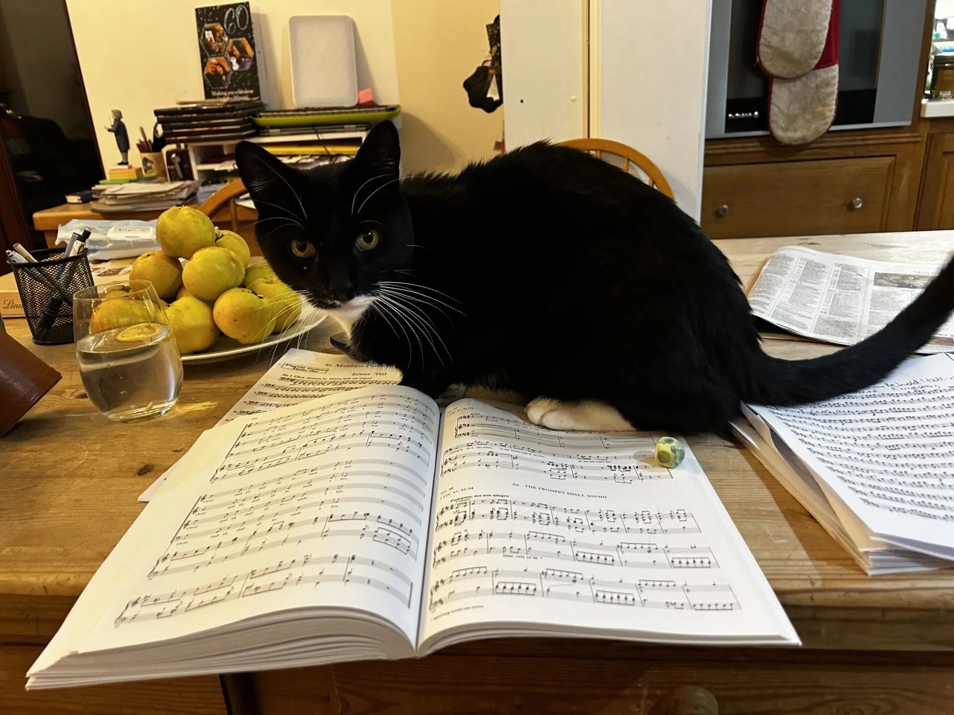 A domestic short hair cat sits on open sheet music on a wooden table, surrounded by a glass of water, a bowl of yellow apples, and other papers in a cozy room.