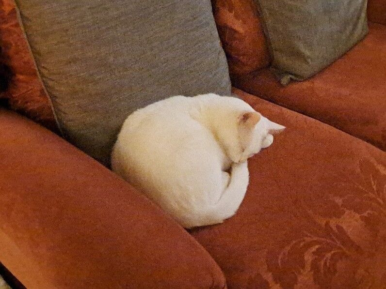 A white cat is curled up and sleeping on a reddish-brown sofa, next to a gray cushion.