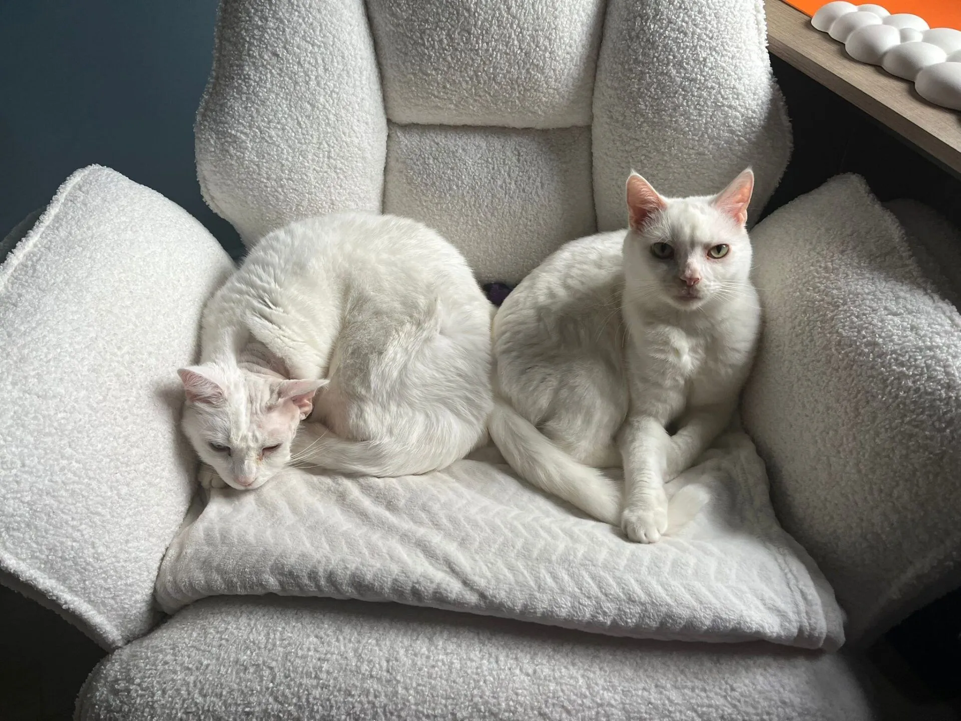 Two white cats are resting on a fluffy white chair. One cat is lying curled up and appears to be sleeping, while the other is sitting upright, looking directly at the camera.