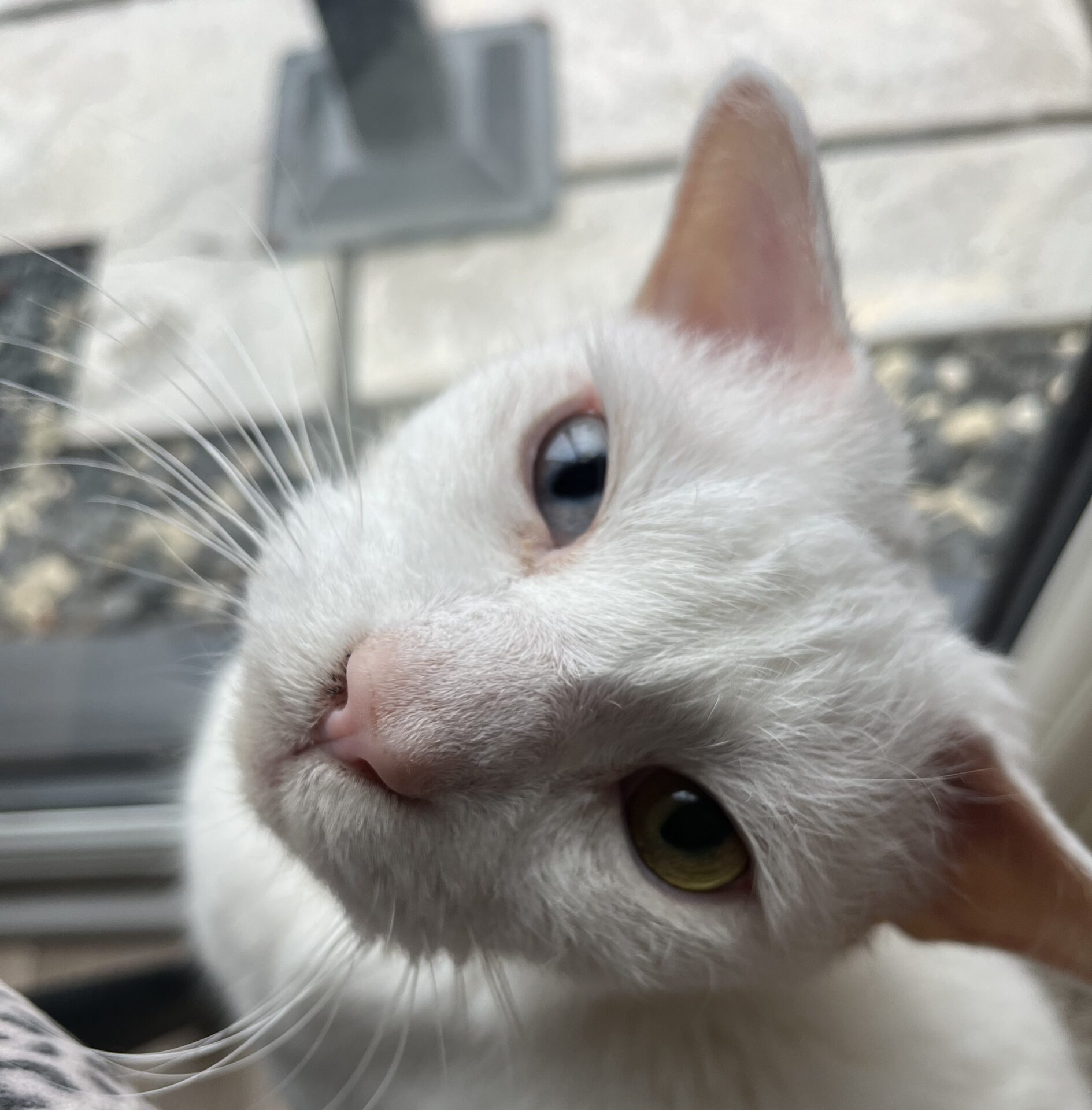 A white cat with heterochromia—one blue eye and one green eye—looks up at the camera indoors near a window, with outdoor tiles and rocks visible in the background.
