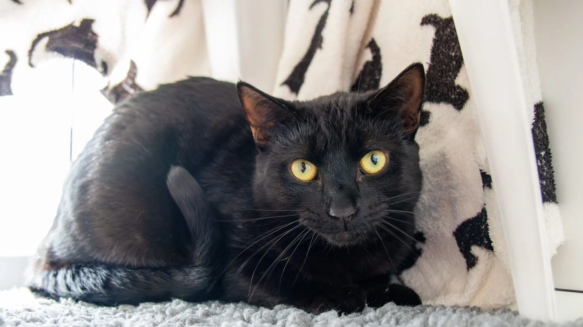 A black cat with bright yellow eyes is lying on a grey rug, looking directly at the camera. A white blanket with black cat silhouettes is in the background.