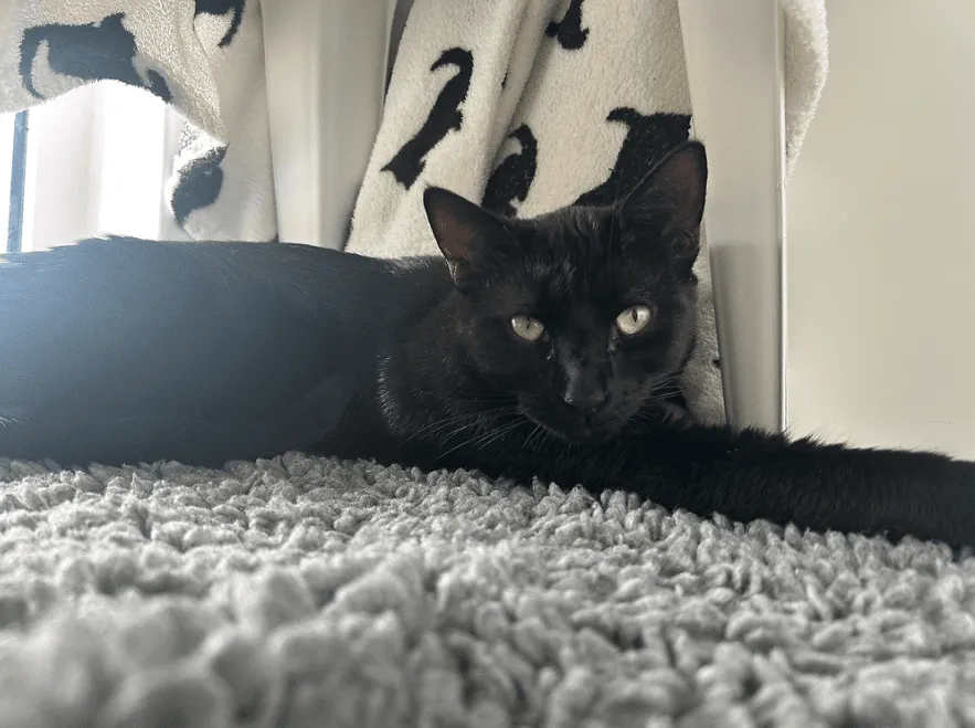 A black cat lies on a grey textured rug, stretching its front leg and gazing at the camera. Behind the cat is a white blanket with black cat silhouettes. Soft light comes from a nearby window.