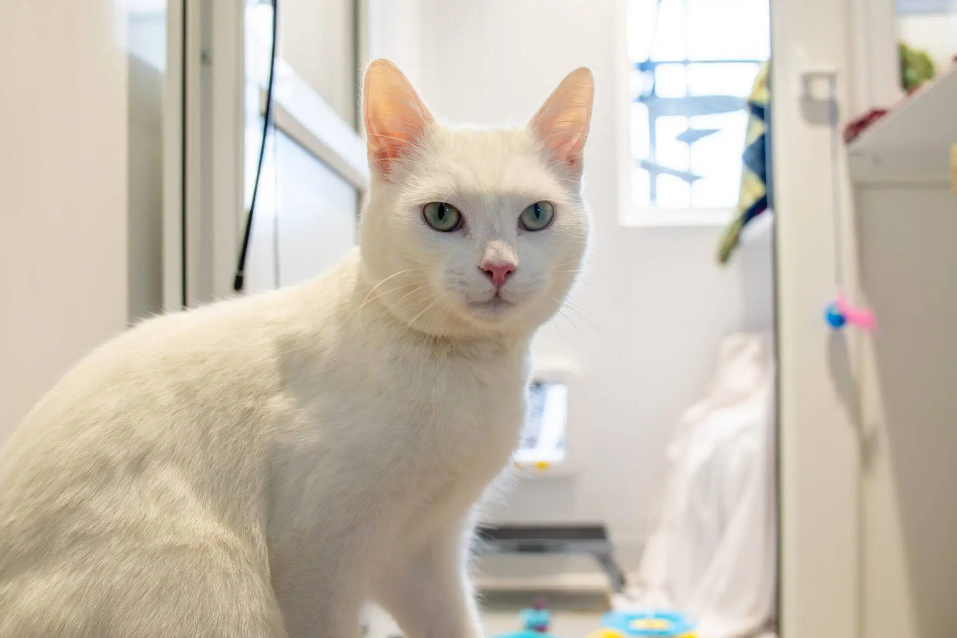 A white cat with light green eyes sits indoors, looking directly at the camera. The background is a softly lit room with some household items visible and a window letting in natural light.