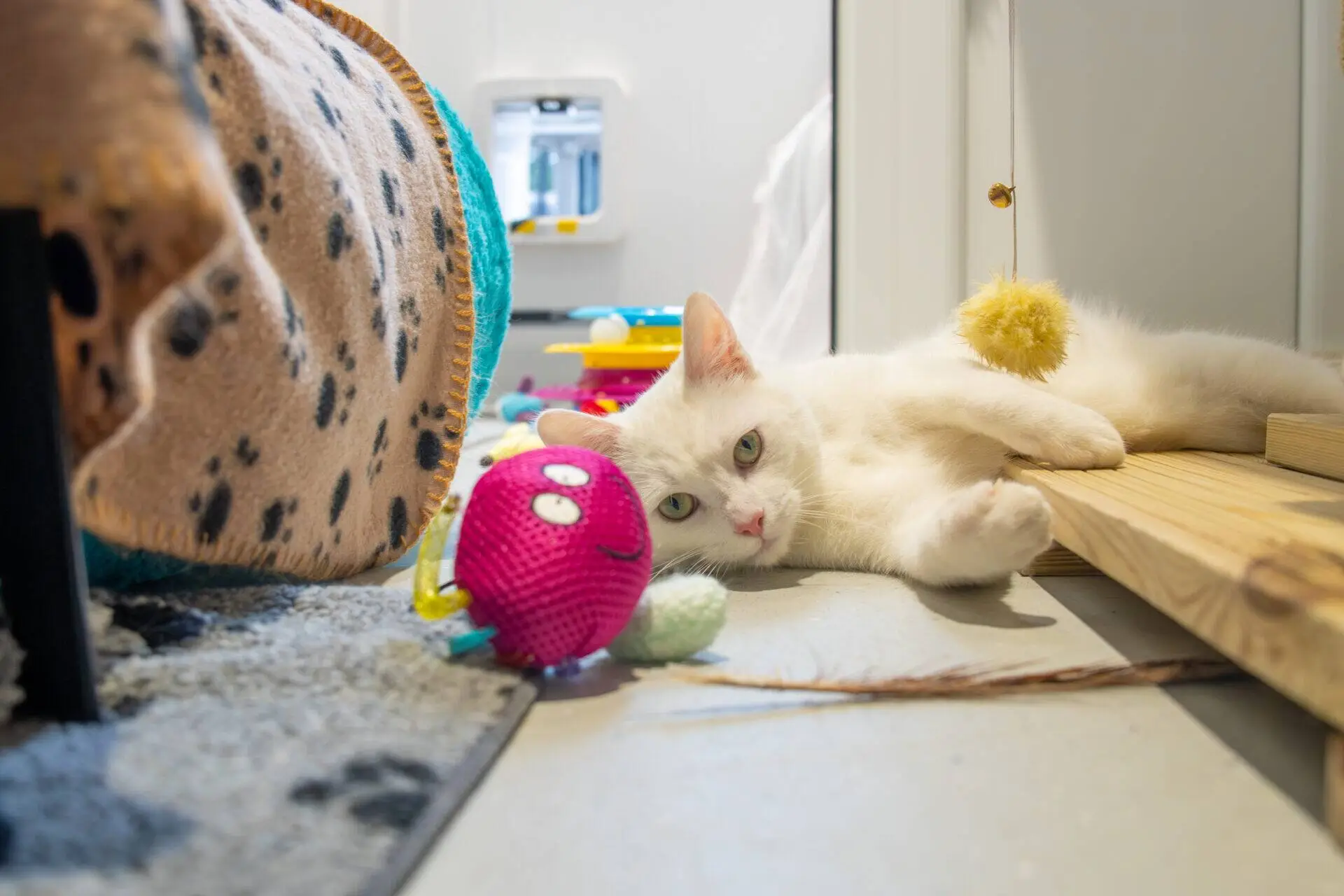 A white cat lies on its side on the floor next to a wooden step, surrounded by colourful cat toys, including a pink octopus toy with a smiley face. The cat looks relaxed in a cosy indoor setting.