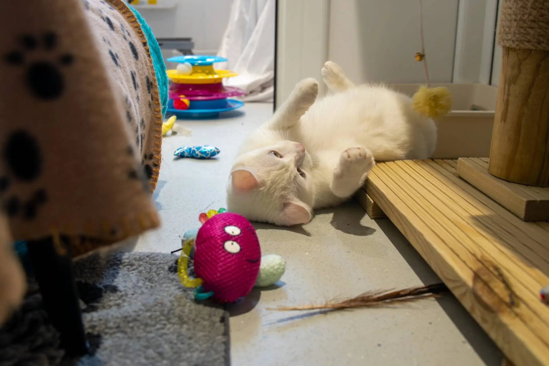 A white cat lies on its back near a scratching post, surrounded by colourful toys, including a pink plush with eyes. The setting appears to be an indoor play area with scattered items and a cosy atmosphere.