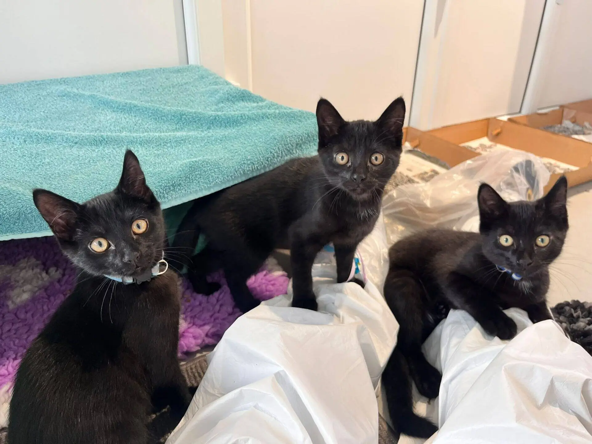 Three black kittens with yellow eyes sit and stand on a white blanket, looking up towards the camera. One is partially under a teal towel, whilst the other two are in front of it in a bright indoor space.