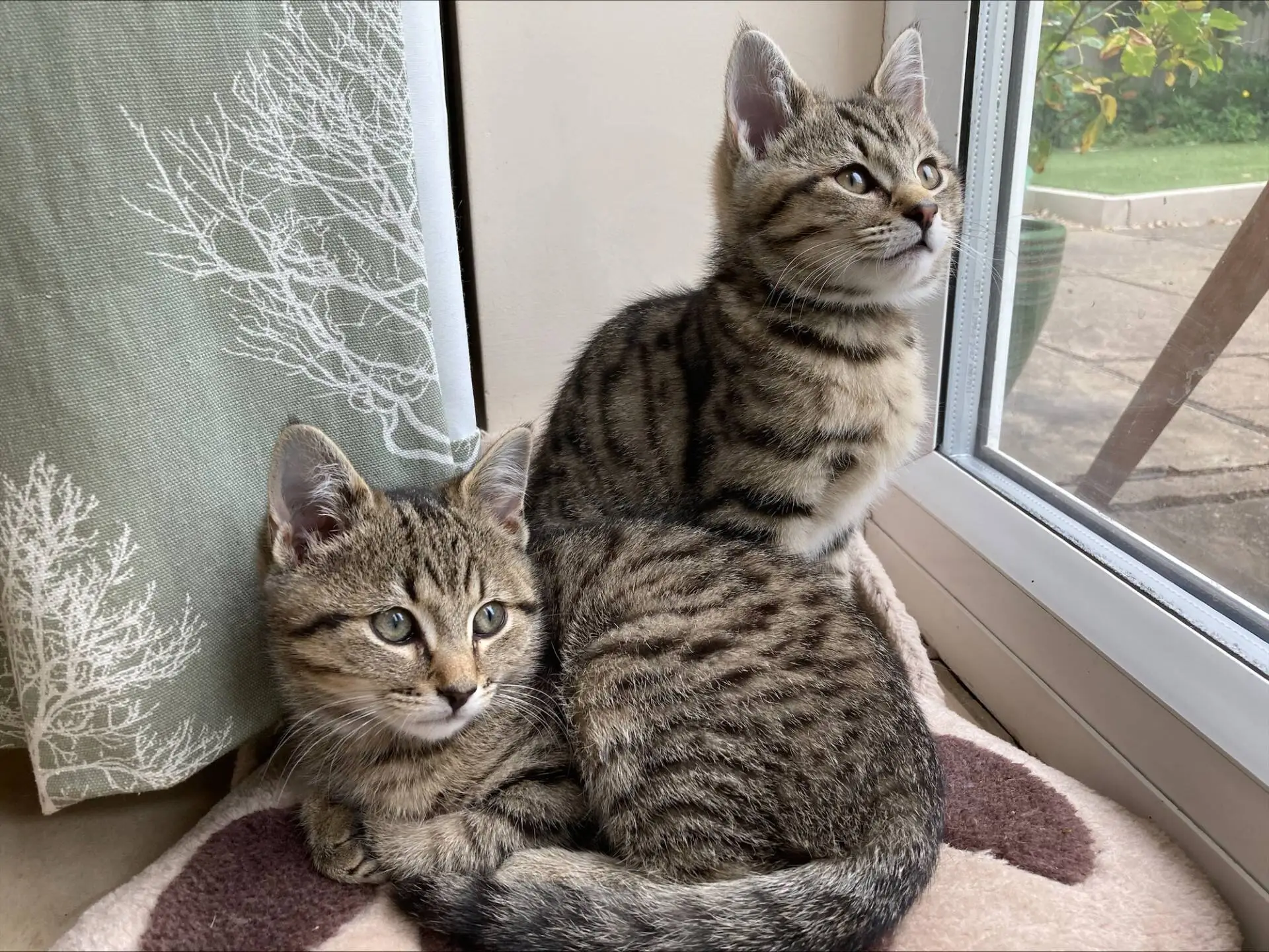 Two tabby kittens sit on a soft blanket by a window. One is lying down looking ahead, while the other sits upright gazing outside. Green curtains and part of a garden are visible.
