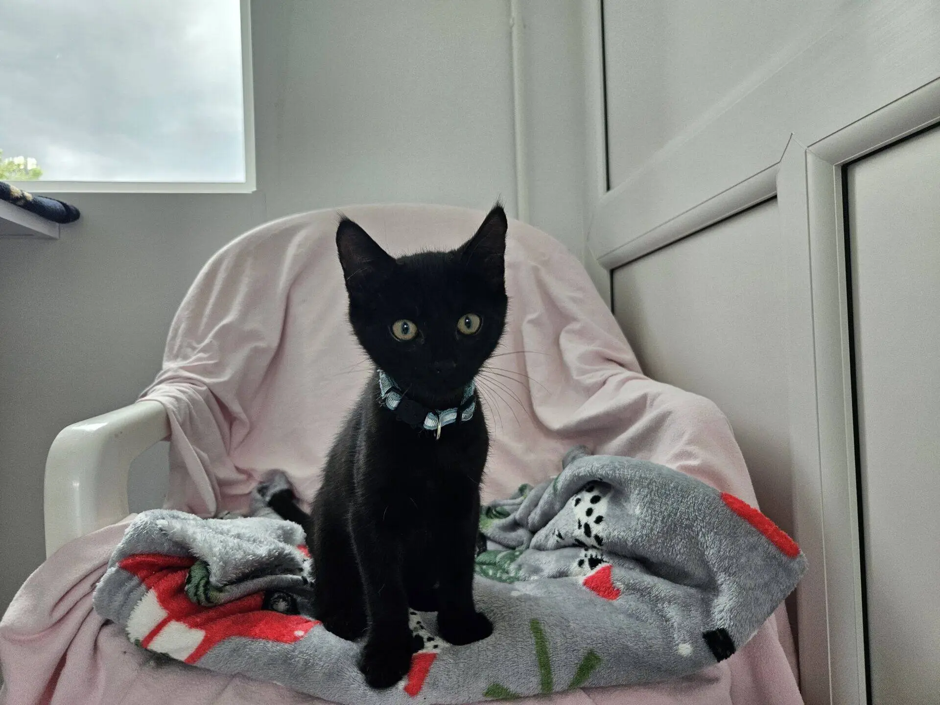 A small black kitten with a light blue collar sits on a patterned blanket draped over a white chair, with a pale pink cover, near a window letting in natural light.