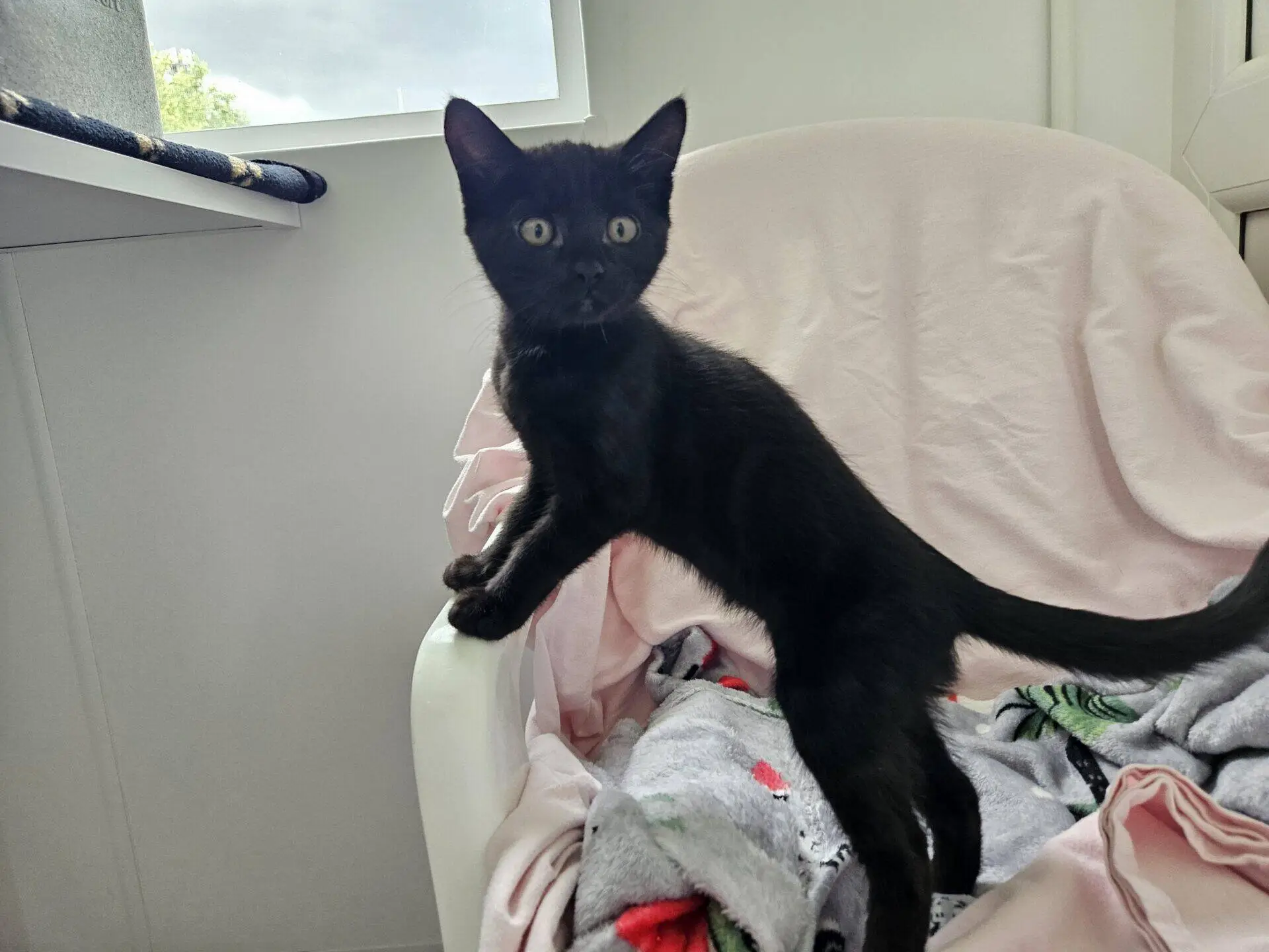 A black kitten stands with its front paws on the armrest of a white chair covered with a blanket, looking alertly at the camera in a bright room.