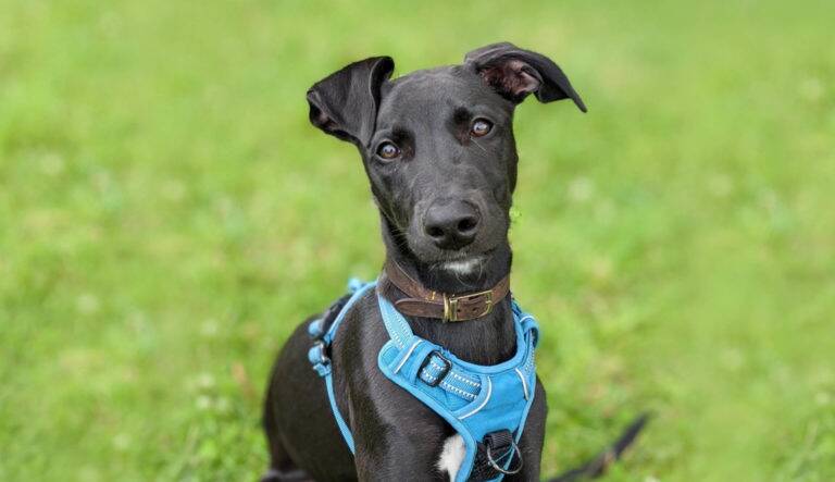 Black dog with a blue leash