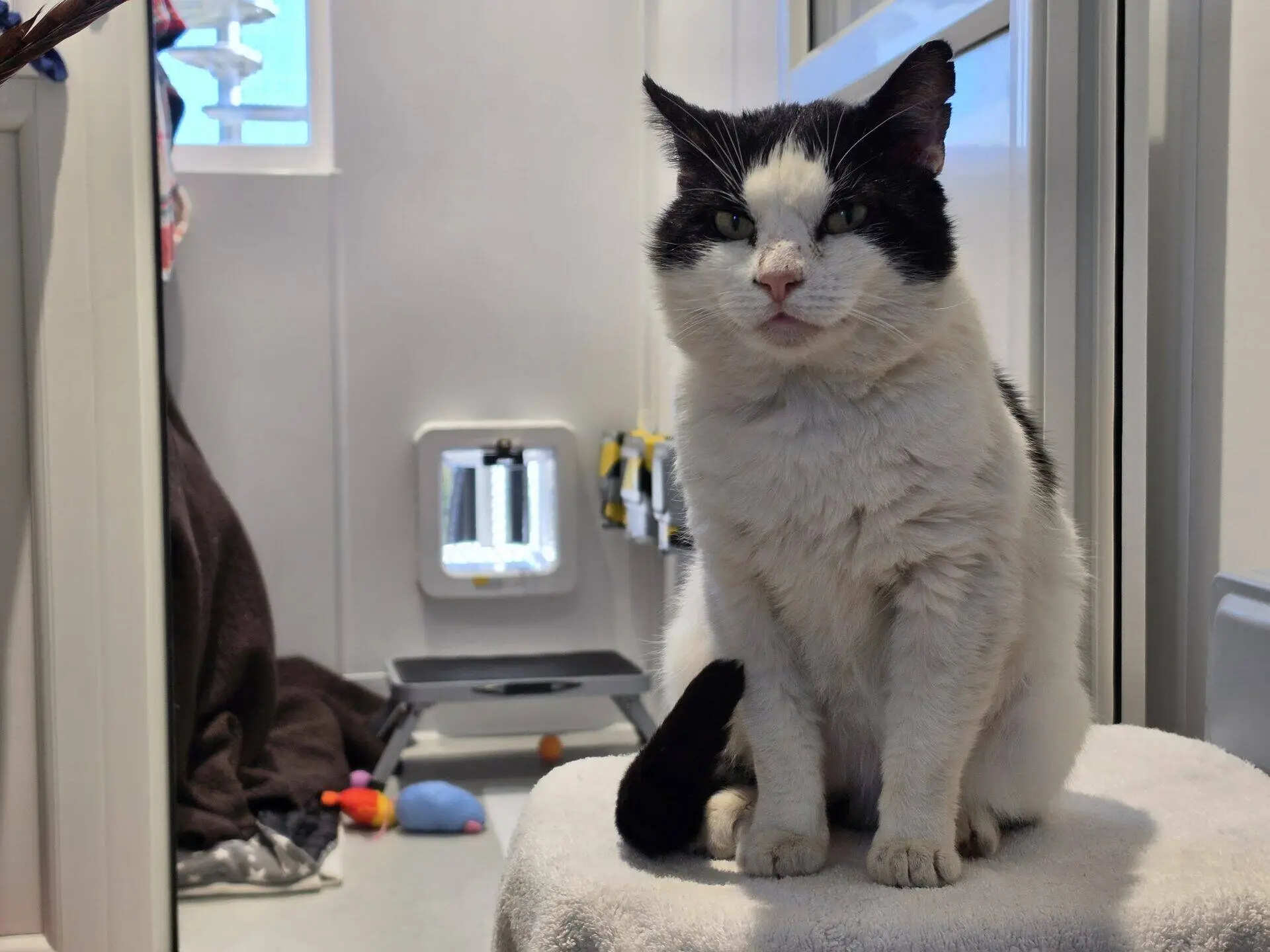 A black and white cat with a serious expression sits on a towel-covered surface in a light-filled room with a small cat flap, toys, and a blanket in the background.
