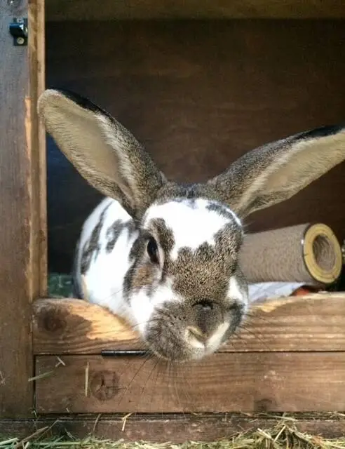 A brown and white rabbit with large ears sits in a wooden hutch, looking directly at the camera. Hay and a cylindrical scratcher are visible inside the enclosure.