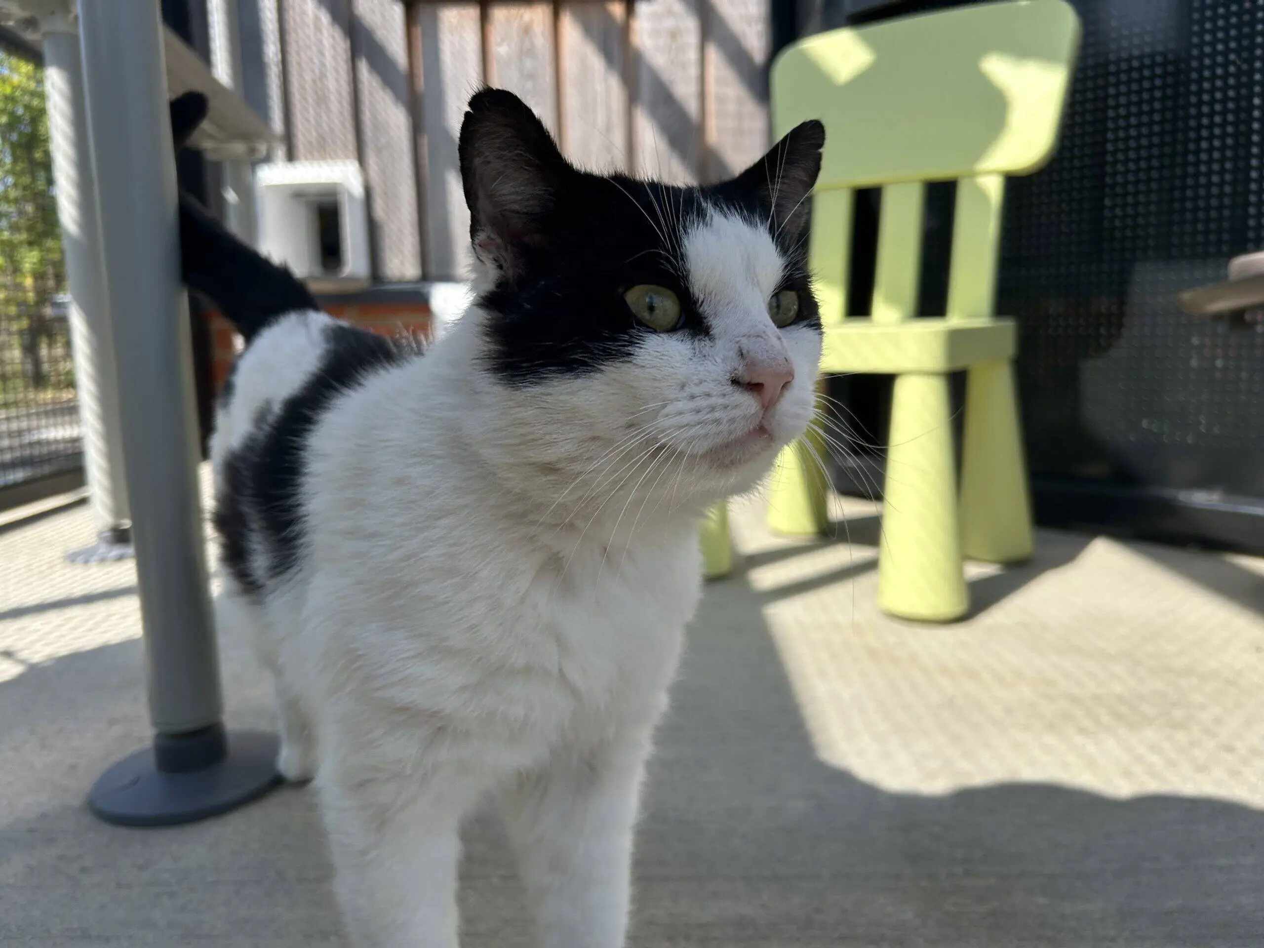 A black and white cat stands outside on a sunny patio, with a green chair and some garden furniture in the background.