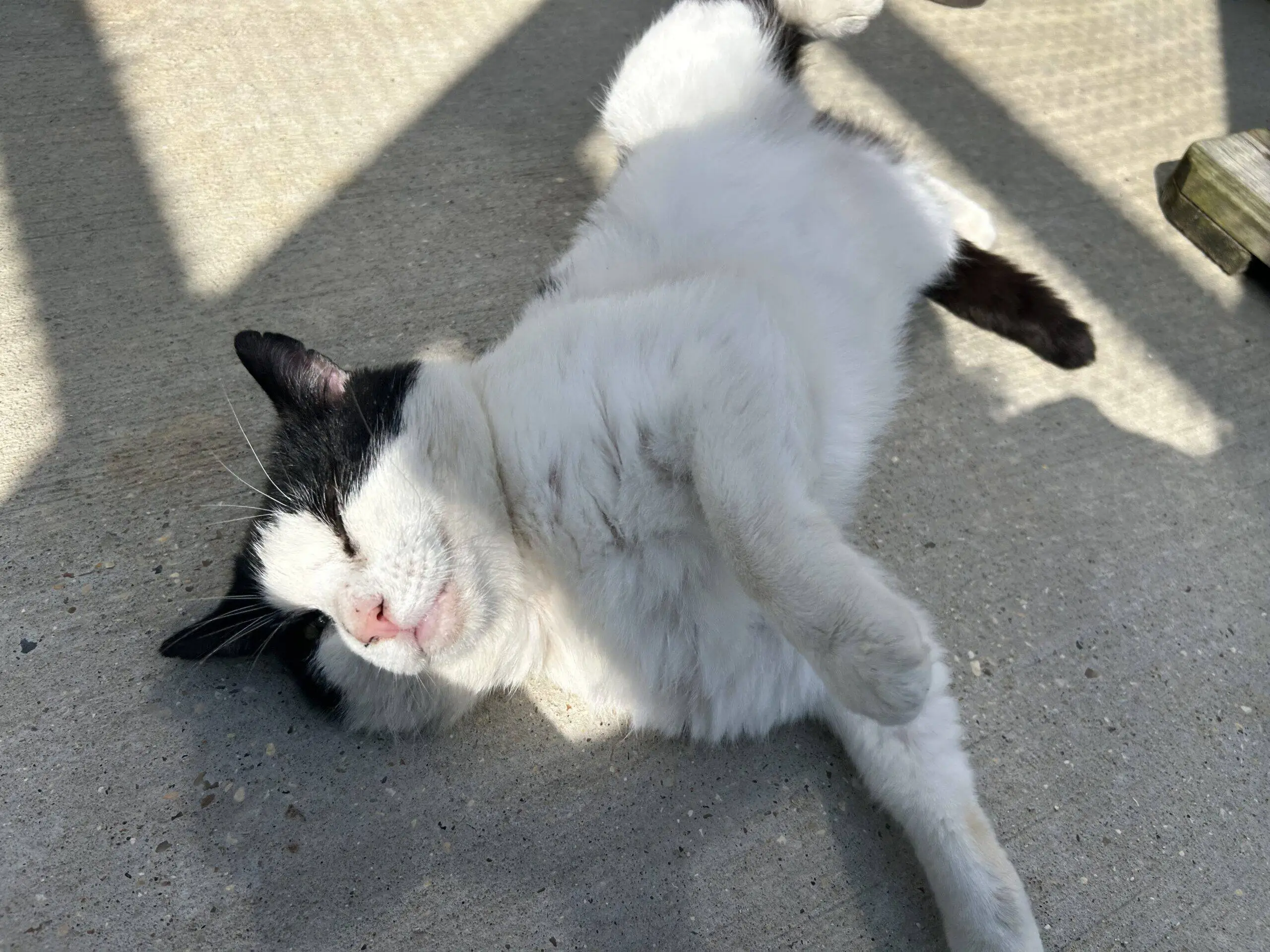 A black and white cat is lying on its side on a sunlit concrete surface, eyes closed and one paw raised, appearing relaxed and contented.