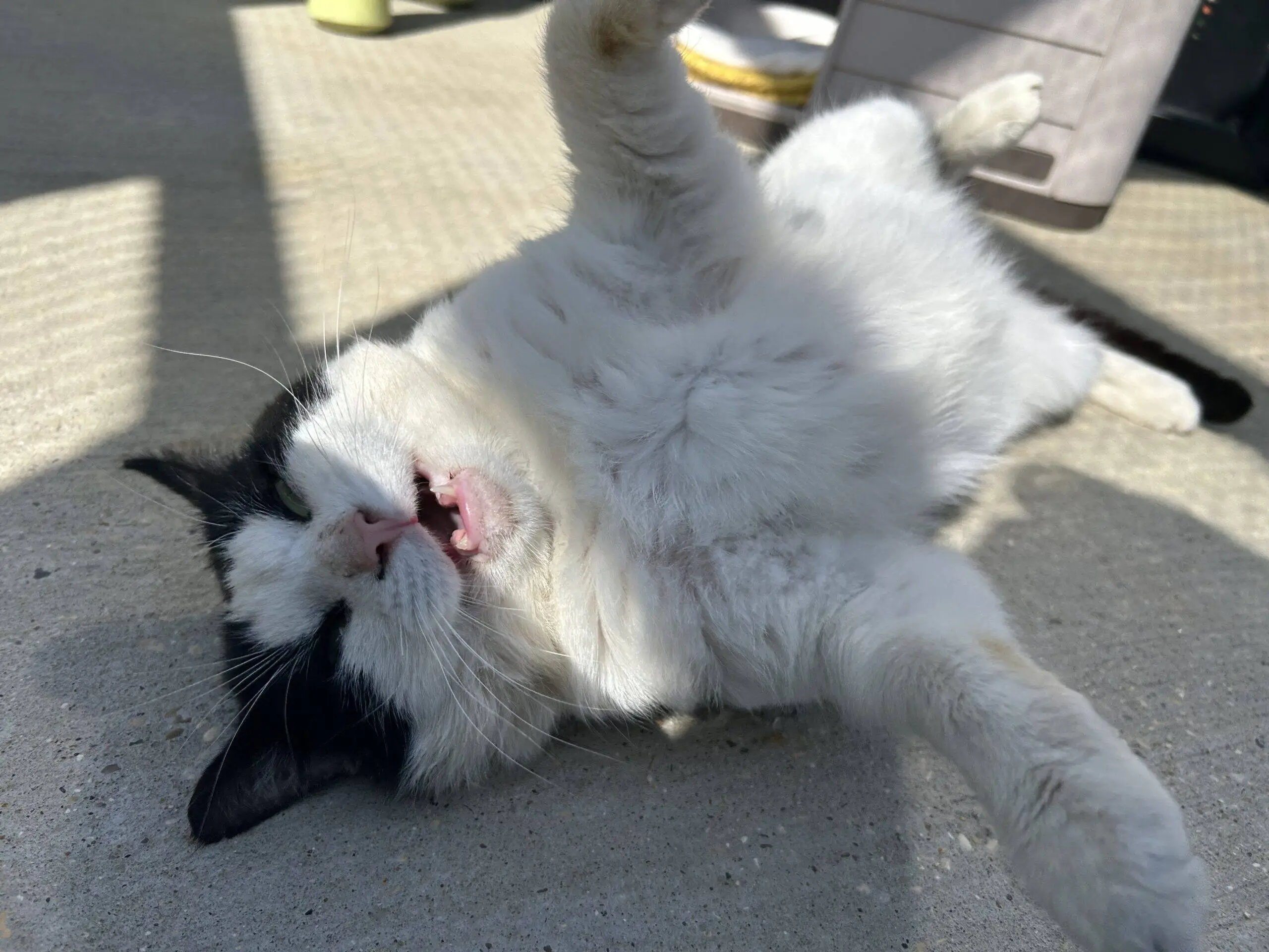 A black and white cat lies on its back on a sunlit concrete surface, mouth open and one paw raised, appearing playful and relaxed.