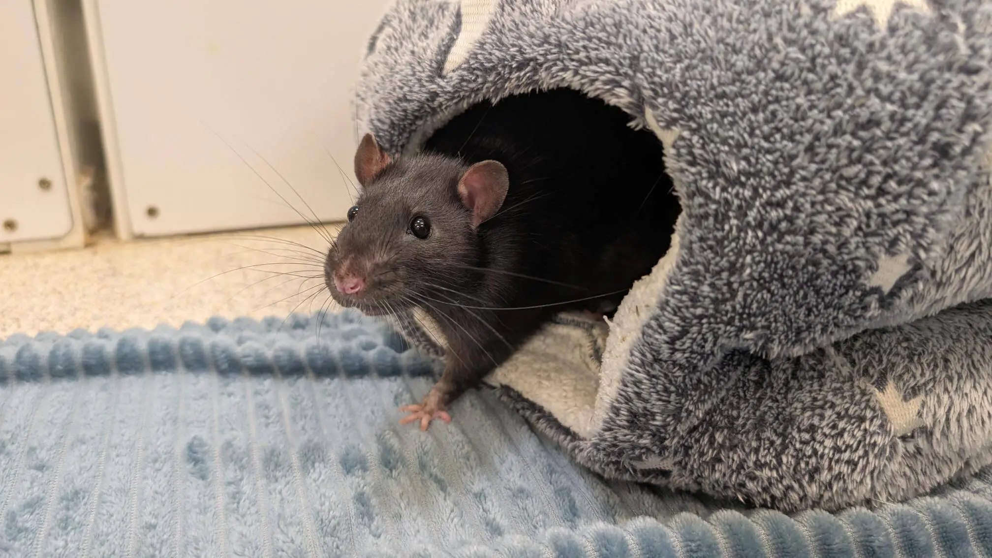 A black rat peeks out from a cosy, grey, star-patterned tunnel bed placed on a textured blue mat.