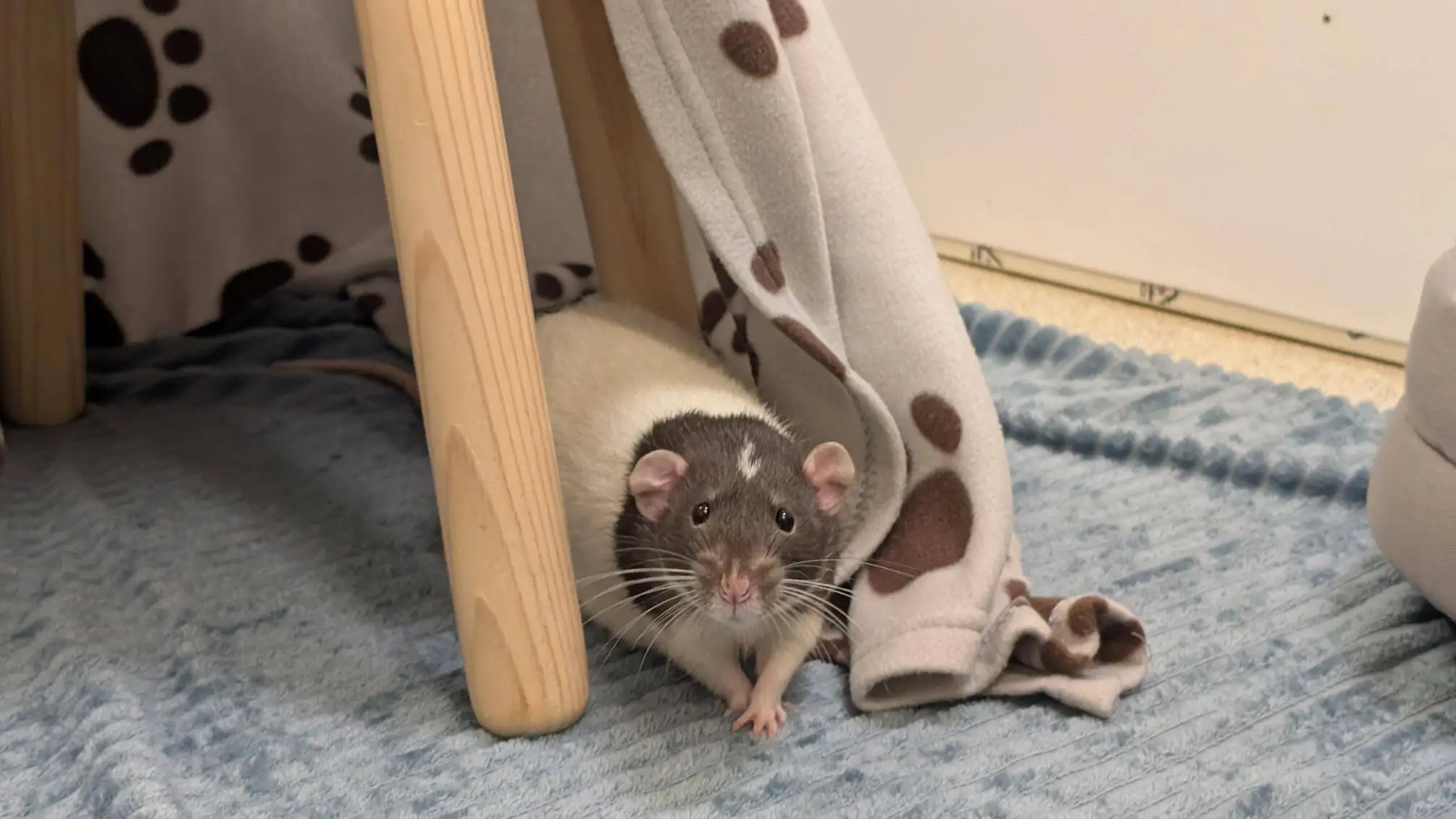 A black and white rat peeks out from under a wooden stool and a grey blanket with brown spots, sitting on a textured blue mat.
